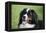 Bernese Mountain Dog 38-Bob Langrish-Framed Premier Image Canvas