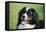 Bernese Mountain Dog 38-Bob Langrish-Framed Premier Image Canvas