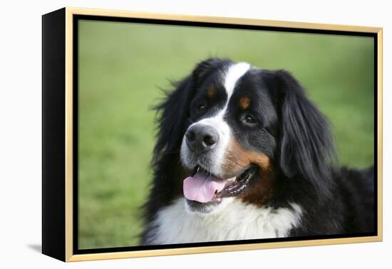 Bernese Mountain Dog 38-Bob Langrish-Framed Premier Image Canvas