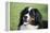 Bernese Mountain Dog 38-Bob Langrish-Framed Premier Image Canvas