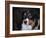 Bernese Mountain Dog-Jai Johnson-Framed Giclee Print