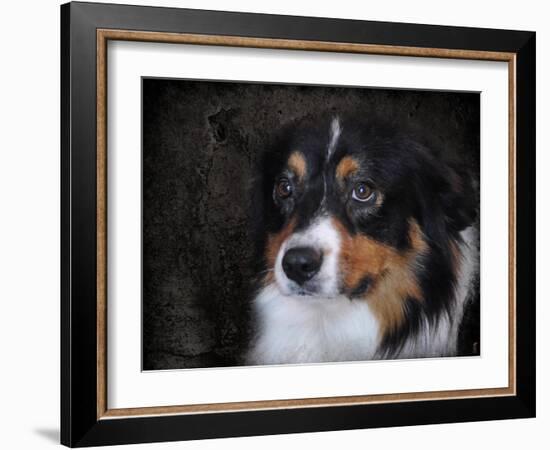 Bernese Mountain Dog-Jai Johnson-Framed Giclee Print