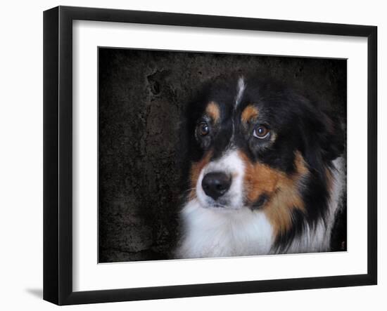 Bernese Mountain Dog-Jai Johnson-Framed Giclee Print