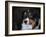 Bernese Mountain Dog-Jai Johnson-Framed Giclee Print