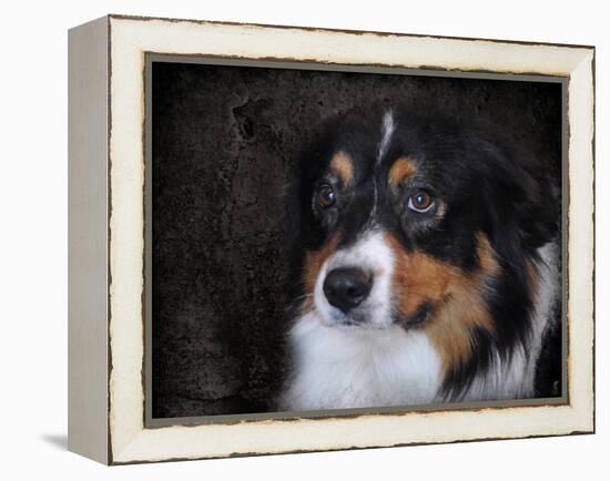 Bernese Mountain Dog-Jai Johnson-Framed Premier Image Canvas