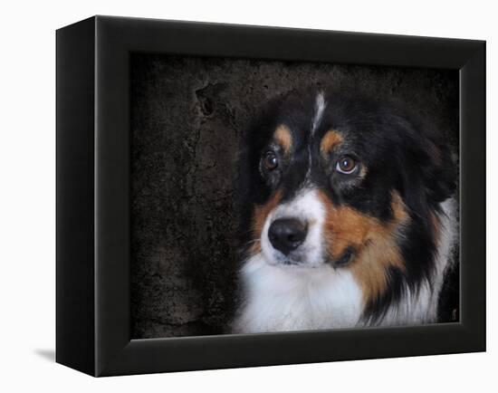 Bernese Mountain Dog-Jai Johnson-Framed Premier Image Canvas