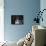 Bernese Mountain Dog-Jai Johnson-Framed Premier Image Canvas displayed on a wall