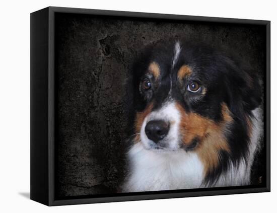 Bernese Mountain Dog-Jai Johnson-Framed Premier Image Canvas