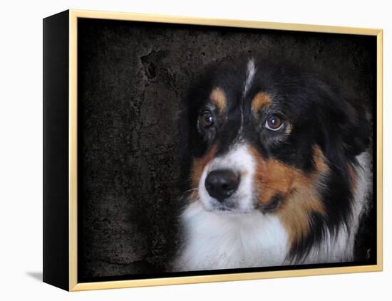 Bernese Mountain Dog-Jai Johnson-Framed Premier Image Canvas