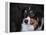 Bernese Mountain Dog-Jai Johnson-Framed Premier Image Canvas