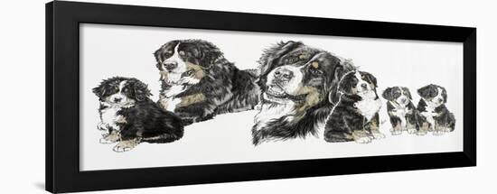 Bernese Mountain Dog-Barbara Keith-Framed Giclee Print