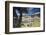 Bernina Express train runs past the village of St. Moritz surrounded by lake, Canton of Graubunden,-Roberto Moiola-Framed Photographic Print