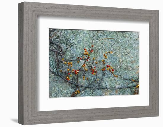 Berries and a Rock at Elmwood Farm in Hopkinton, Massachusetts-Jerry & Marcy Monkman-Framed Photographic Print