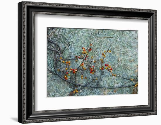Berries and a Rock at Elmwood Farm in Hopkinton, Massachusetts-Jerry & Marcy Monkman-Framed Photographic Print