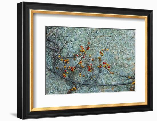 Berries and a Rock at Elmwood Farm in Hopkinton, Massachusetts-Jerry & Marcy Monkman-Framed Photographic Print