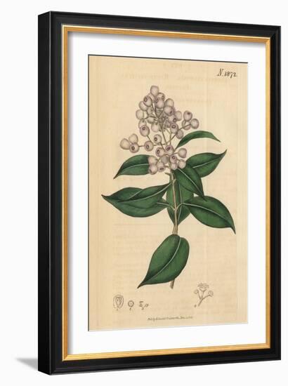 Berries and Leaves Vintage Botanical Print-Piddix-Framed Art Print