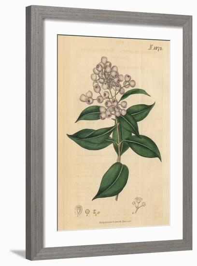 Berries and Leaves Vintage Botanical Print-Piddix-Framed Art Print