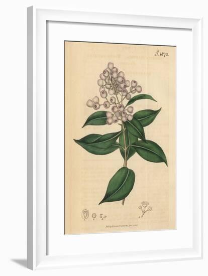 Berries and Leaves Vintage Botanical Print-Piddix-Framed Art Print