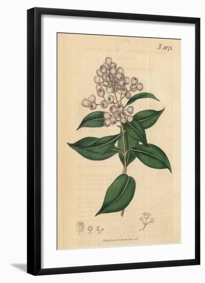 Berries and Leaves Vintage Botanical Print-Piddix-Framed Art Print