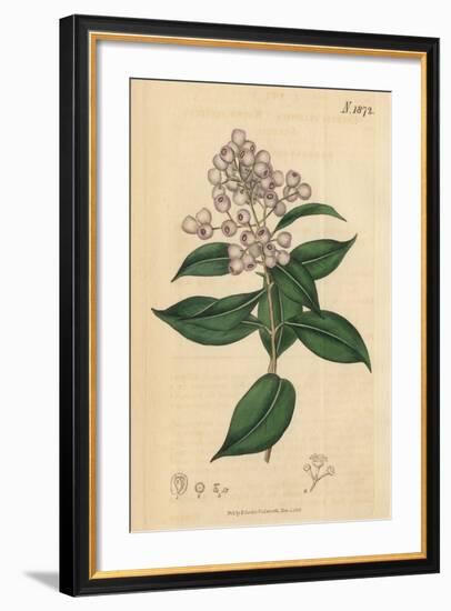 Berries and Leaves Vintage Botanical Print-Piddix-Framed Art Print