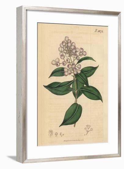 Berries and Leaves Vintage Botanical Print-Piddix-Framed Art Print