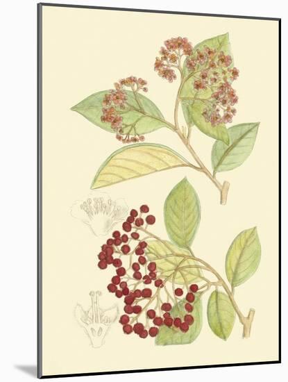 Berries & Blossoms II-Curtis-Mounted Art Print