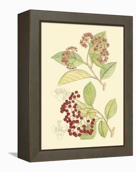 Berries & Blossoms II-Curtis-Framed Stretched Canvas