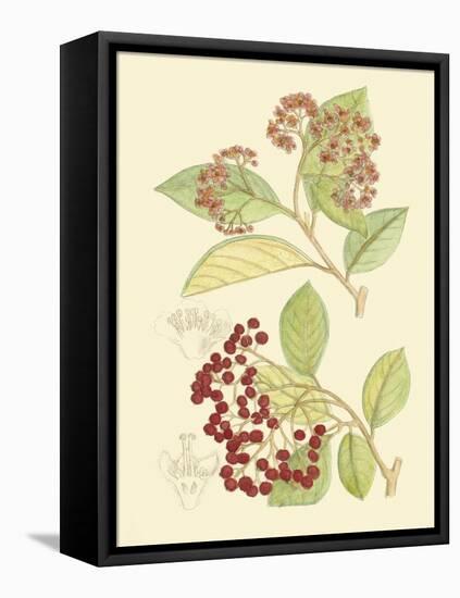 Berries & Blossoms II-Curtis-Framed Stretched Canvas