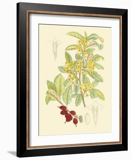 Berries & Blossoms IV-Curtis-Framed Art Print