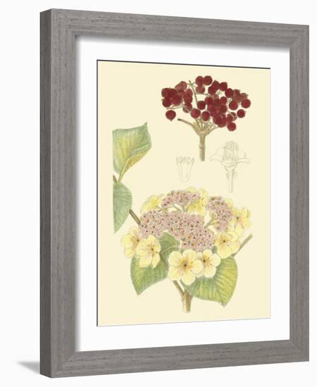 Berries & Blossoms V-Curtis-Framed Art Print