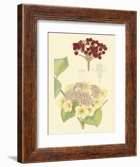 Berries & Blossoms V-Curtis-Framed Art Print