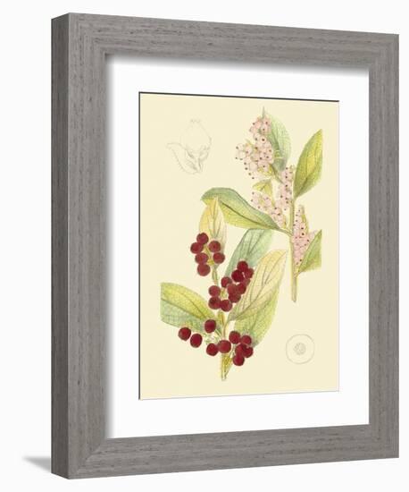 Berries & Blossoms VI-Curtis-Framed Art Print