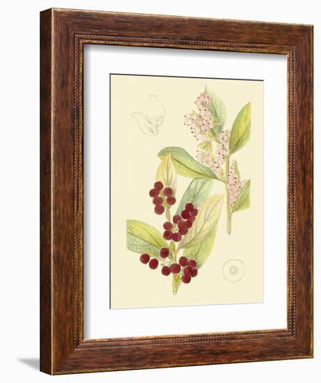 Berries & Blossoms VI-Curtis-Framed Art Print