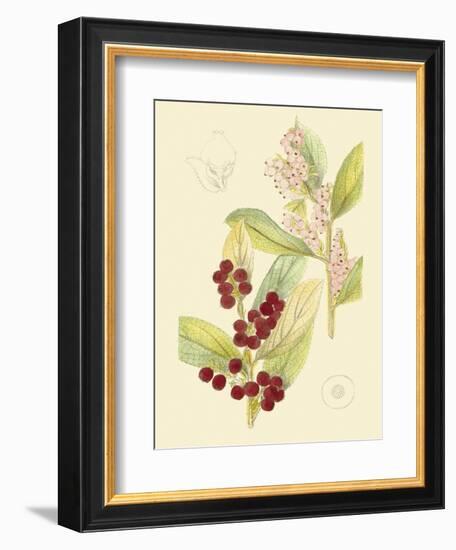 Berries & Blossoms VI-Curtis-Framed Art Print