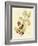 Berries & Blossoms VI-Curtis-Framed Art Print