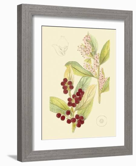 Berries & Blossoms VI-Curtis-Framed Art Print