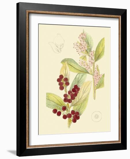 Berries & Blossoms VI-Curtis-Framed Art Print