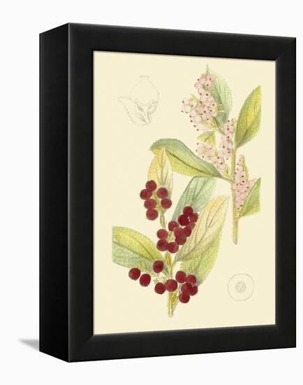 Berries & Blossoms VI-Curtis-Framed Stretched Canvas
