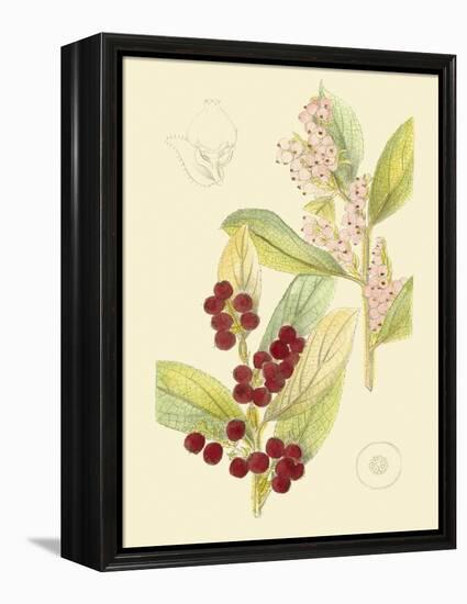 Berries & Blossoms VI-Curtis-Framed Stretched Canvas