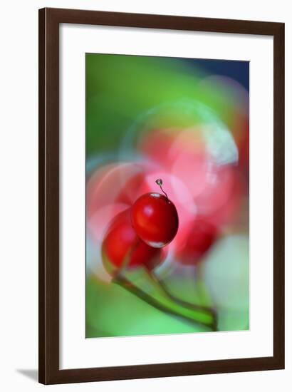 Berries Drop-Heidi Westum-Framed Photographic Print