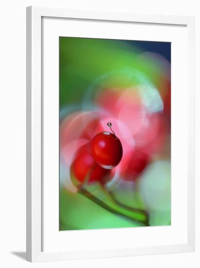 Berries Drop-Heidi Westum-Framed Photographic Print