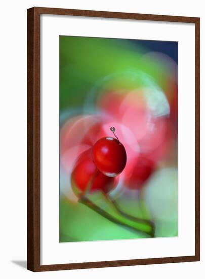 Berries Drop-Heidi Westum-Framed Photographic Print