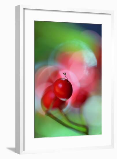 Berries Drop-Heidi Westum-Framed Photographic Print