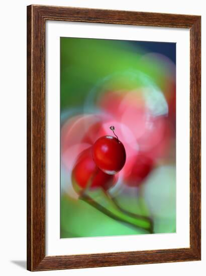 Berries Drop-Heidi Westum-Framed Photographic Print