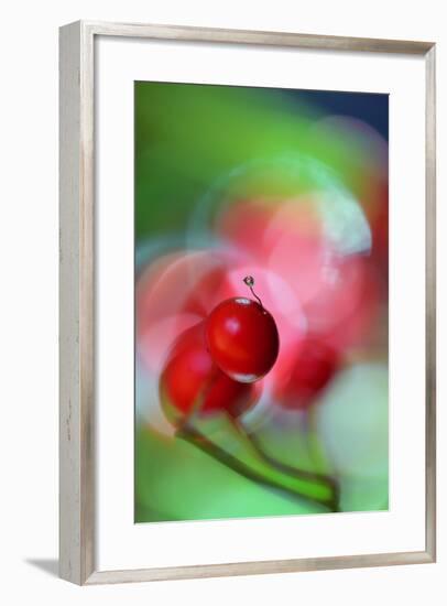 Berries Drop-Heidi Westum-Framed Photographic Print