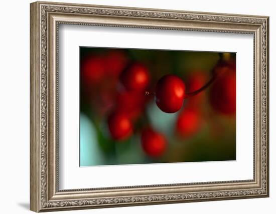 Berries Drop-Heidi Westum-Framed Photographic Print