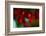 Berries Drop-Heidi Westum-Framed Photographic Print