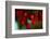 Berries Drop-Heidi Westum-Framed Photographic Print