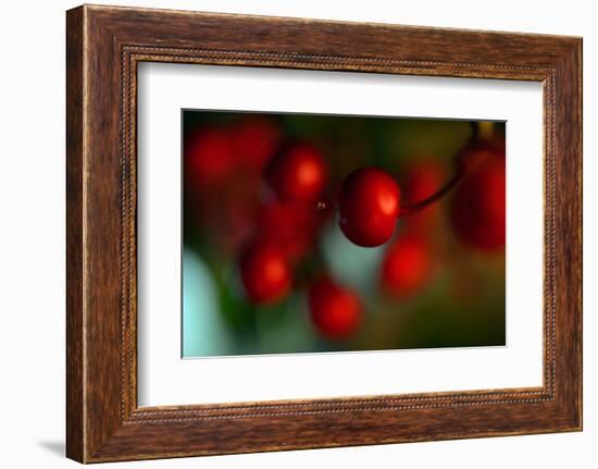 Berries Drop-Heidi Westum-Framed Photographic Print