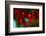 Berries Drop-Heidi Westum-Framed Photographic Print